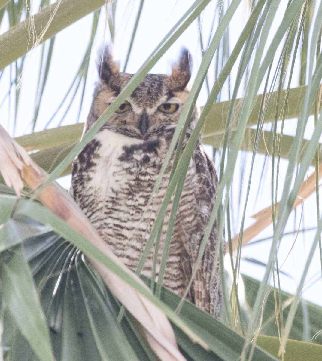 Great Horned Owl - ML616448041