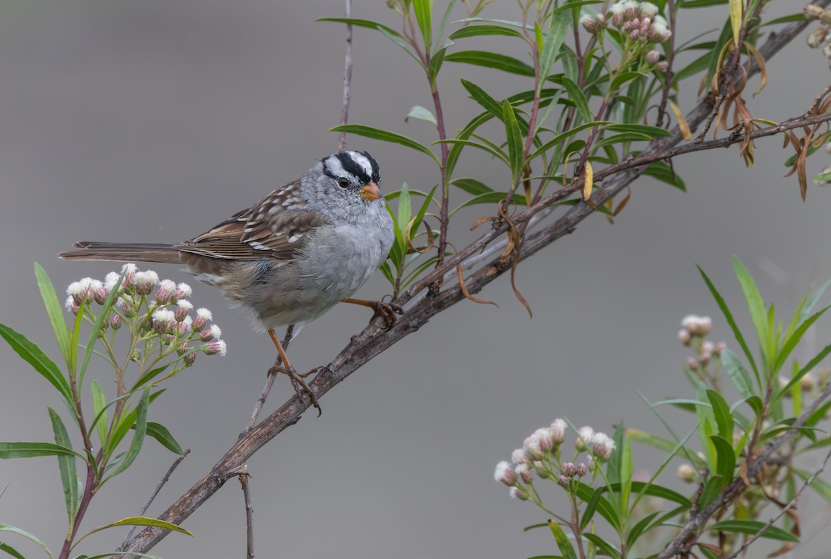 White-crowned Sparrow - ML616448043