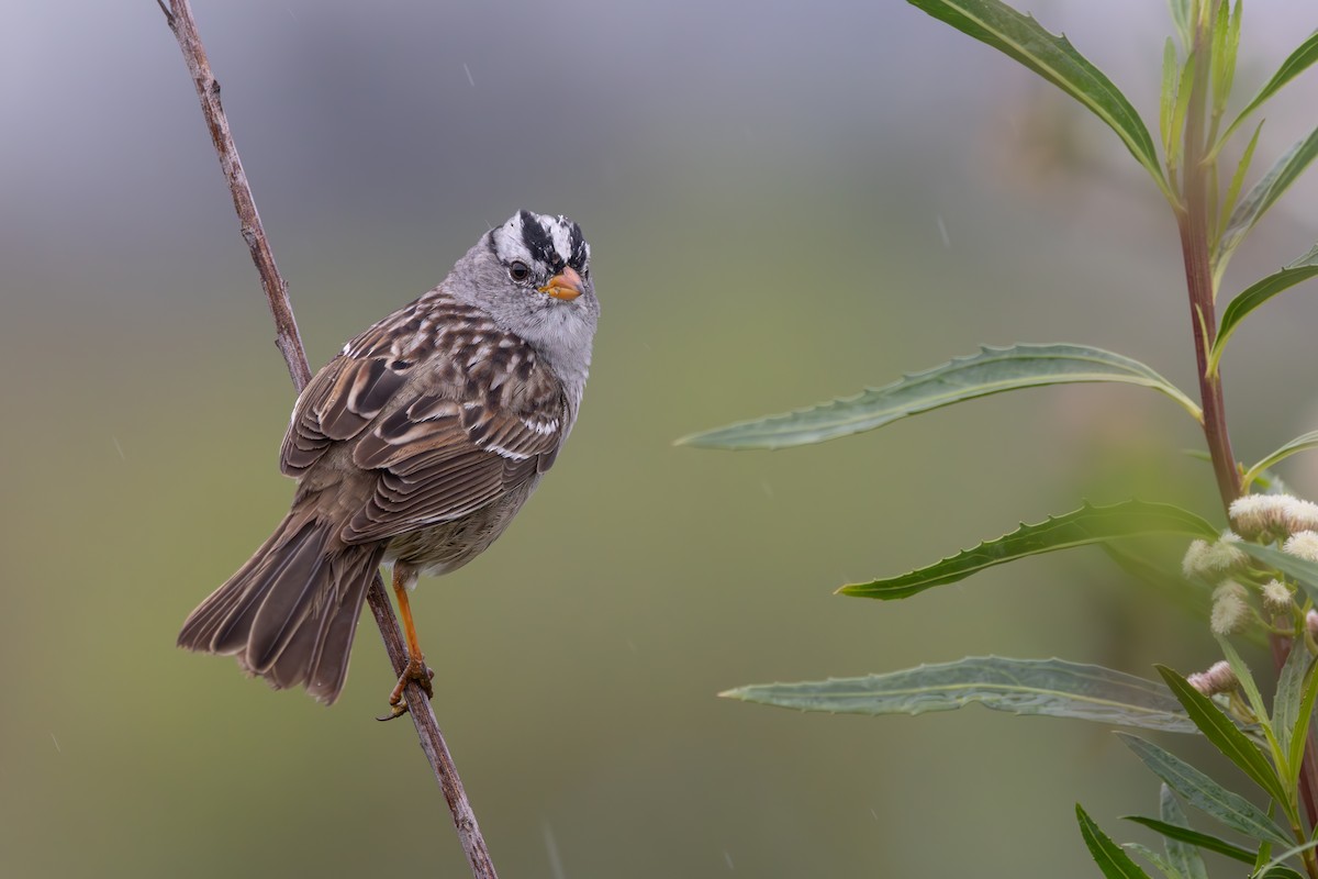 White-crowned Sparrow - ML616448044