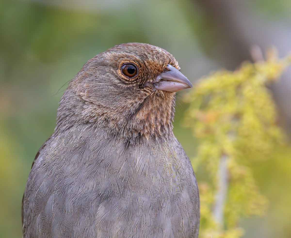 California Towhee - Braxton Landsman