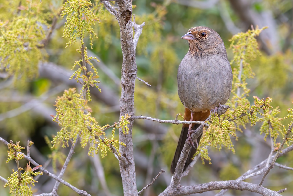 California Towhee - Braxton Landsman