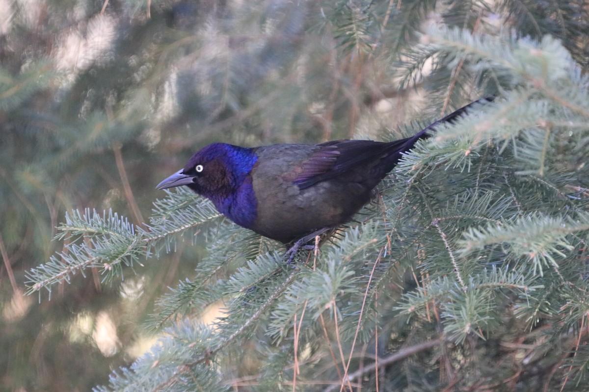 Common Grackle - ML616448054