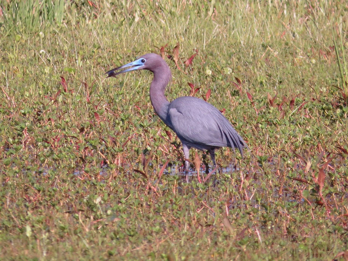 Little Blue Heron - ML616448067