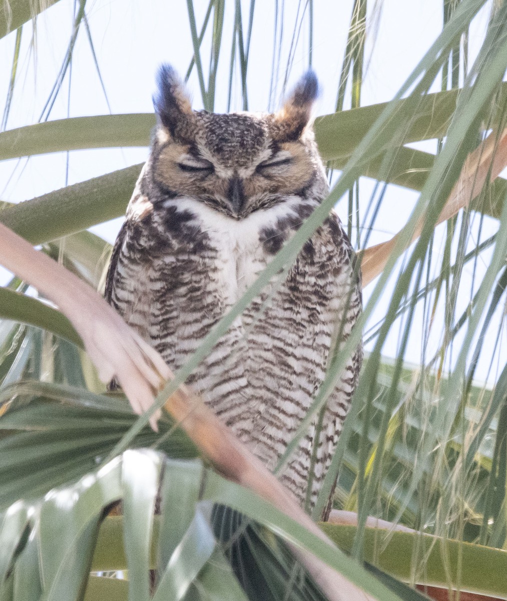Great Horned Owl - ML616448072