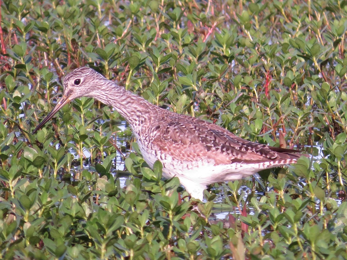 Greater Yellowlegs - ML616448086