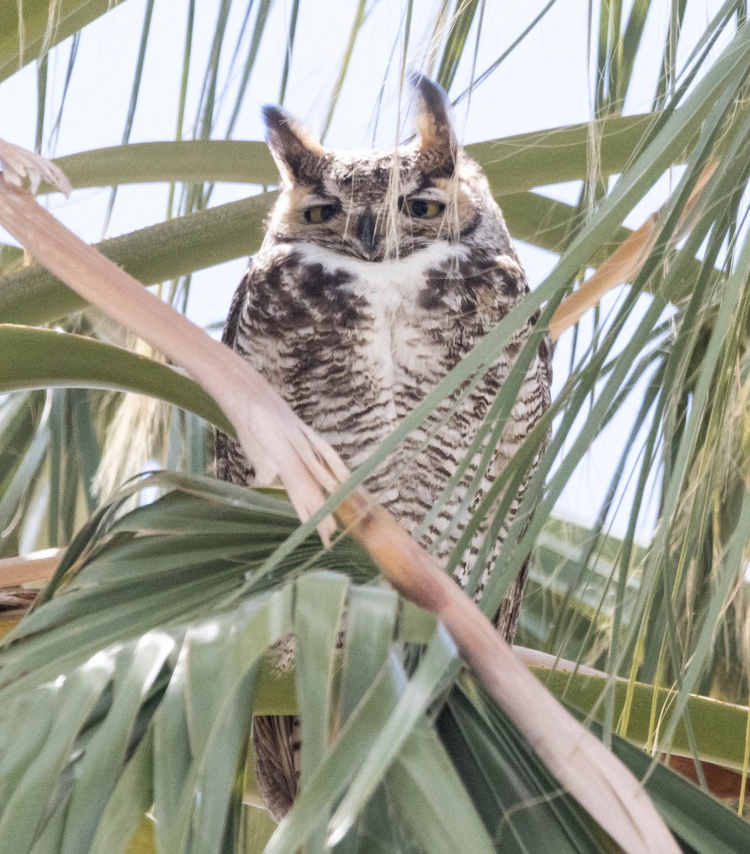 Great Horned Owl - ML616448095