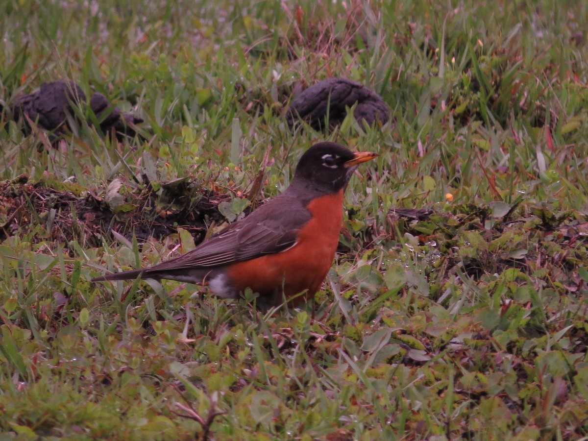 American Robin - ML616448141