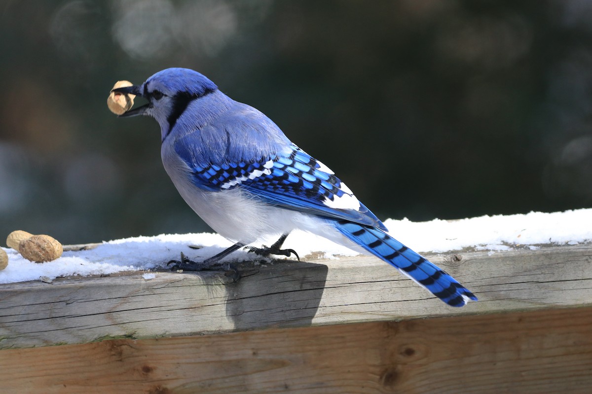 Blue Jay - ML616448142