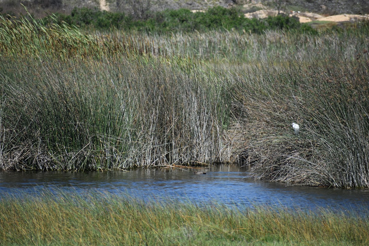 Black-crowned Night Heron - Matías Cortés