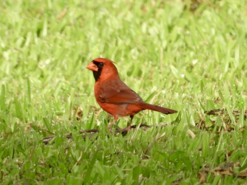 Cardinal rouge - ML616448175