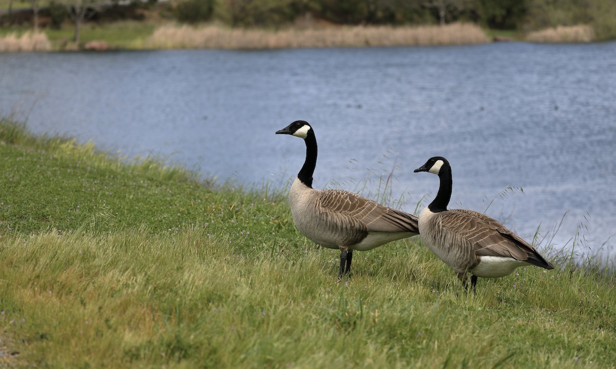 Canada Goose - ML616448176