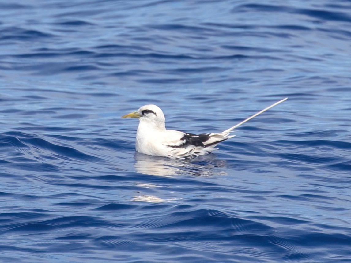 White-tailed Tropicbird (Pacific) - ML616448195