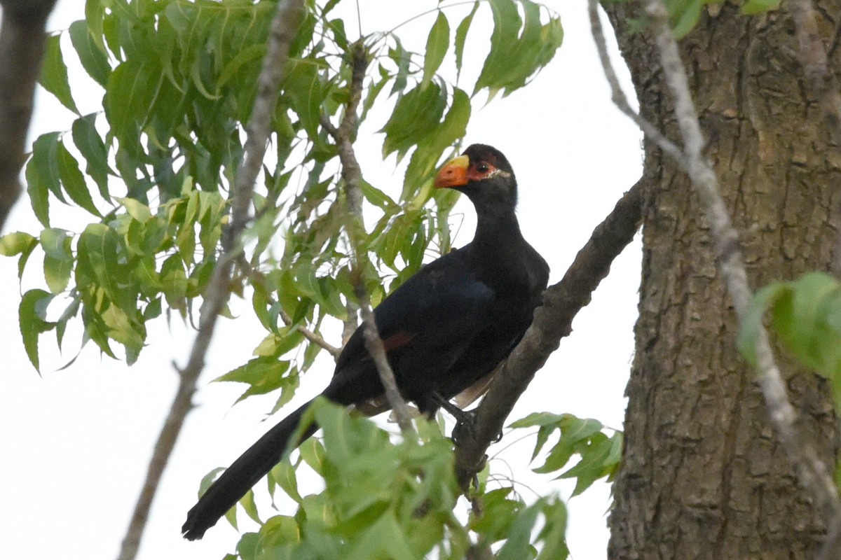 Violet Turaco - ML616448221