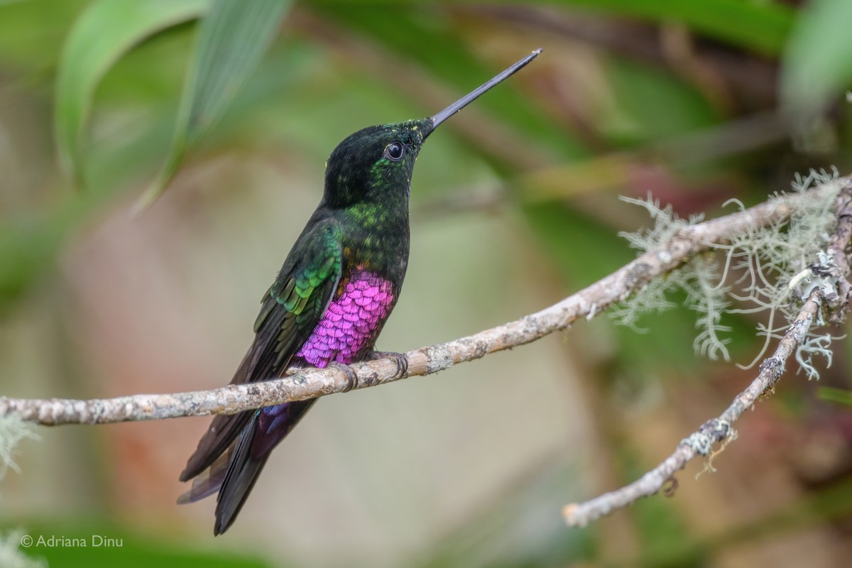 Blue-throated Starfrontlet - Adriana Dinu