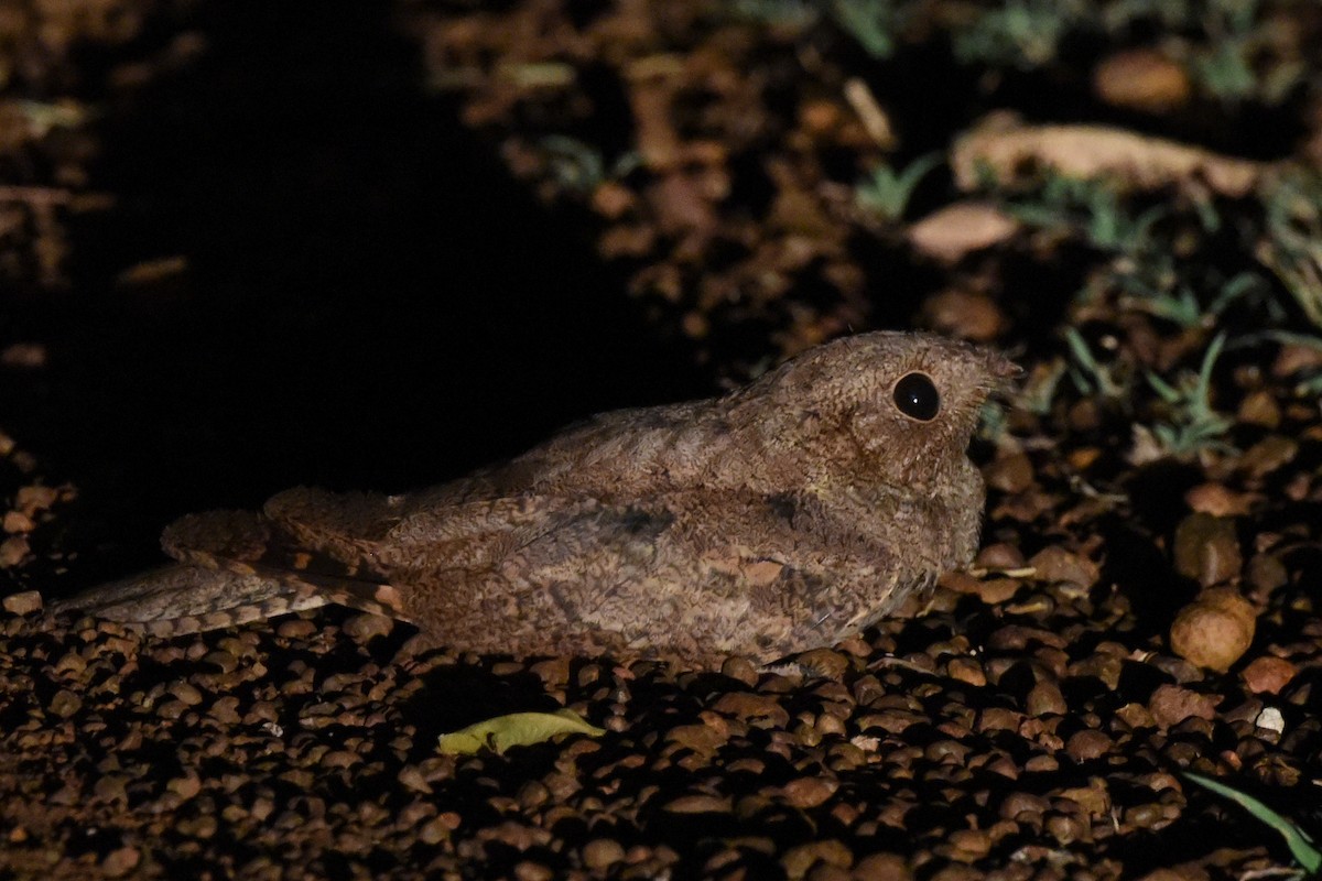 Plain Nightjar - Nick Moore