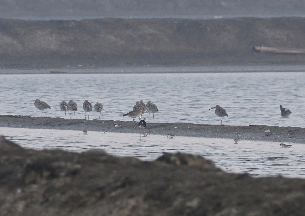 Eurasian Curlew - ML616448269