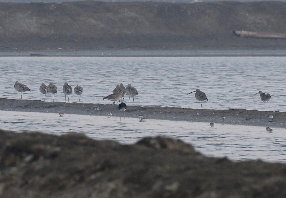 Eurasian Curlew - ML616448270