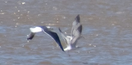 Gaviota Sombría - ML616448272