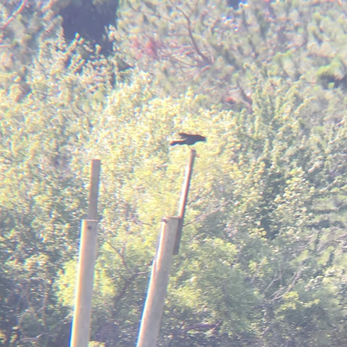 Boat-tailed Grackle - Wes Hatch