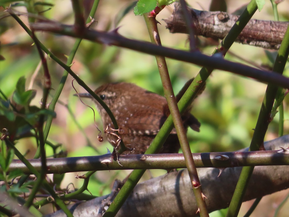 Winter Wren - ML616448322