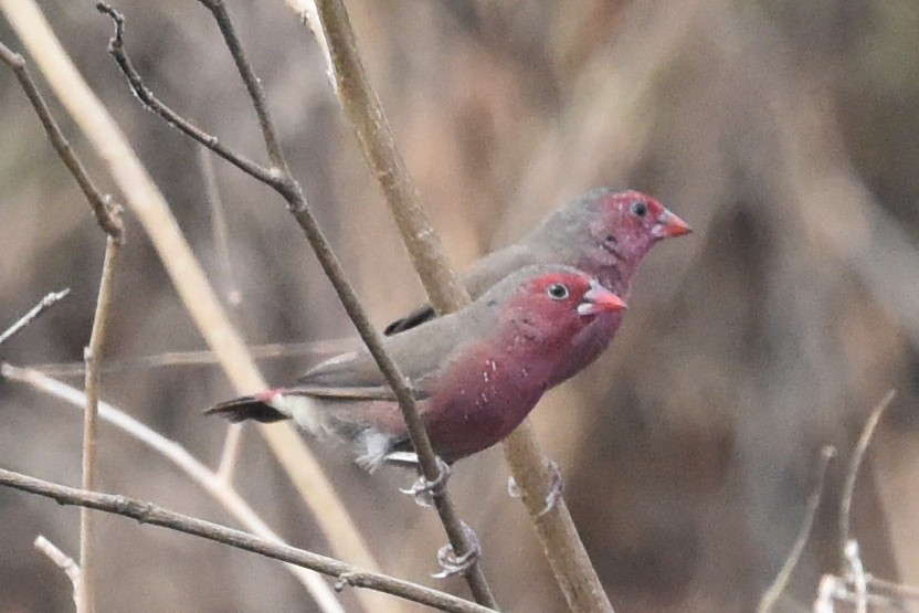 Bar-breasted Firefinch - ML616448342