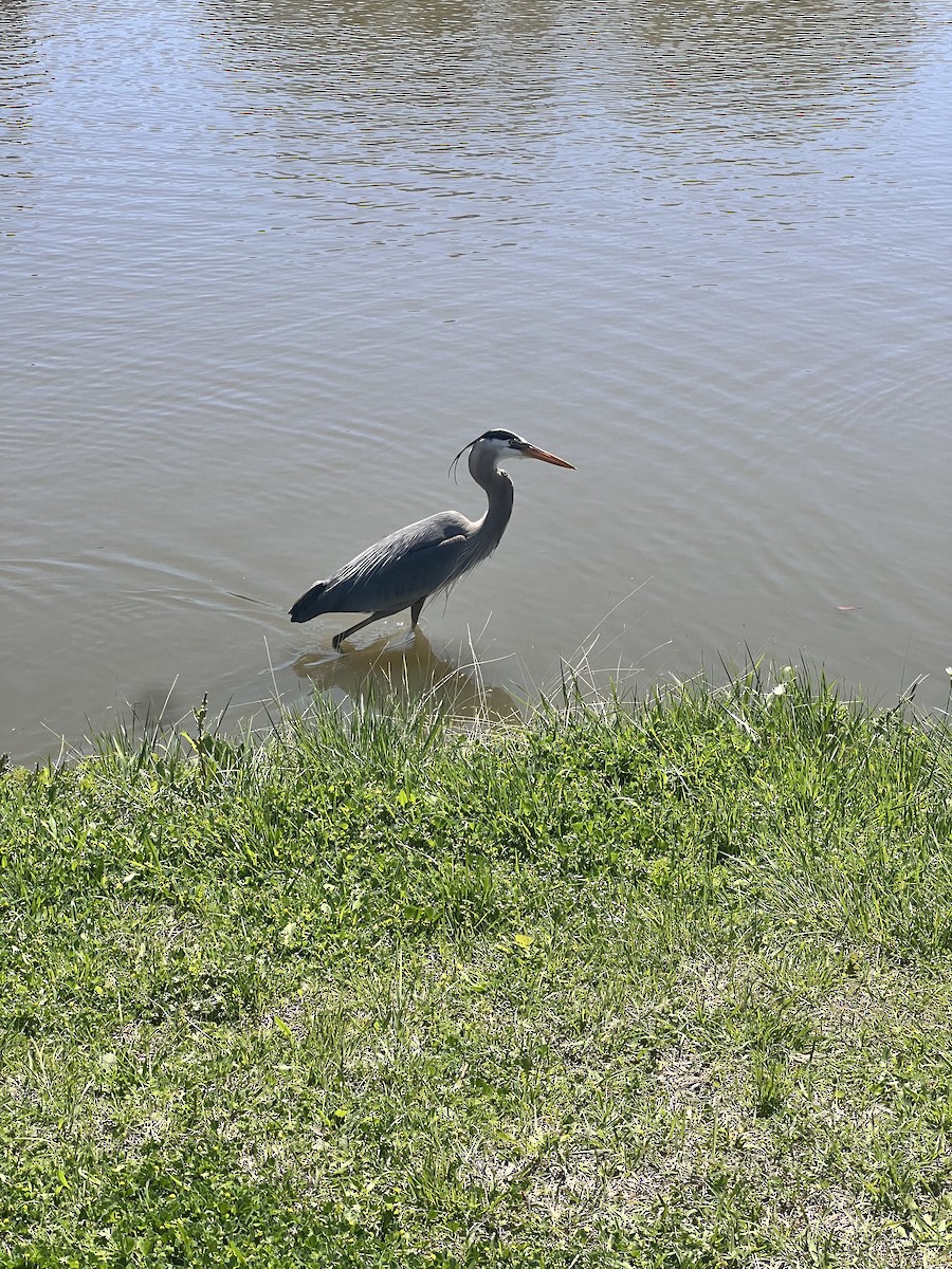 Garza Azulada - ML616448419