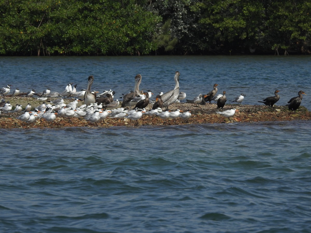 Royal Tern - ML616448423