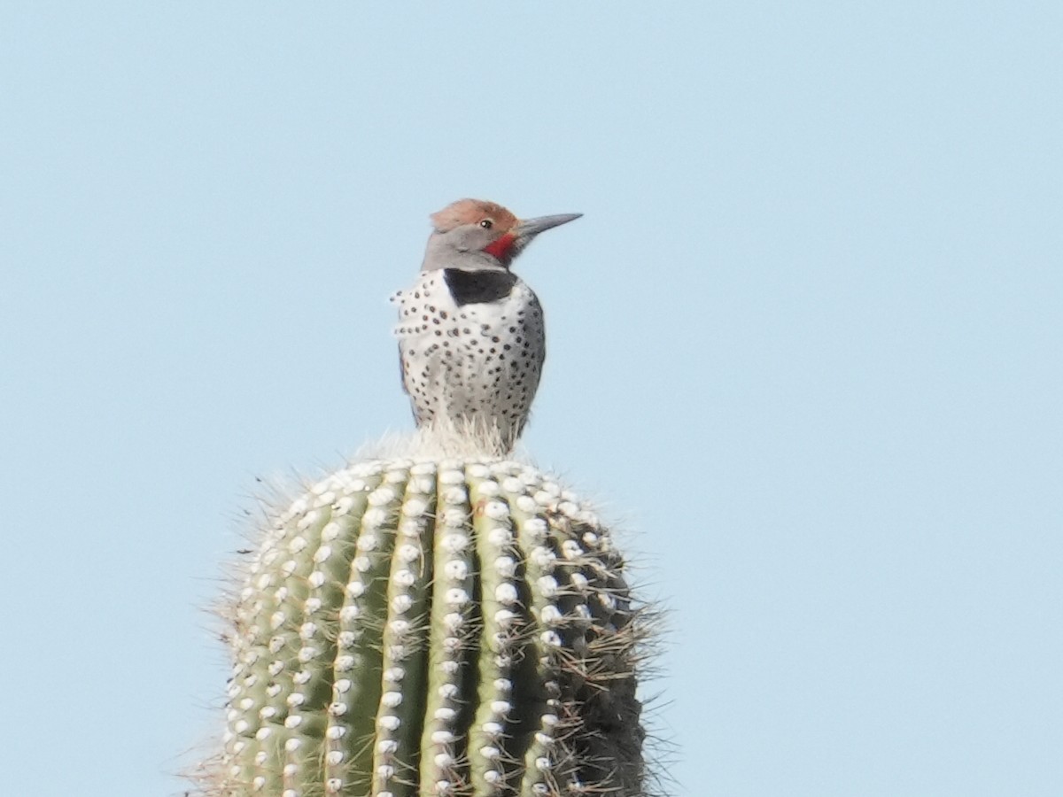 Gilded Flicker - Don Hoechlin