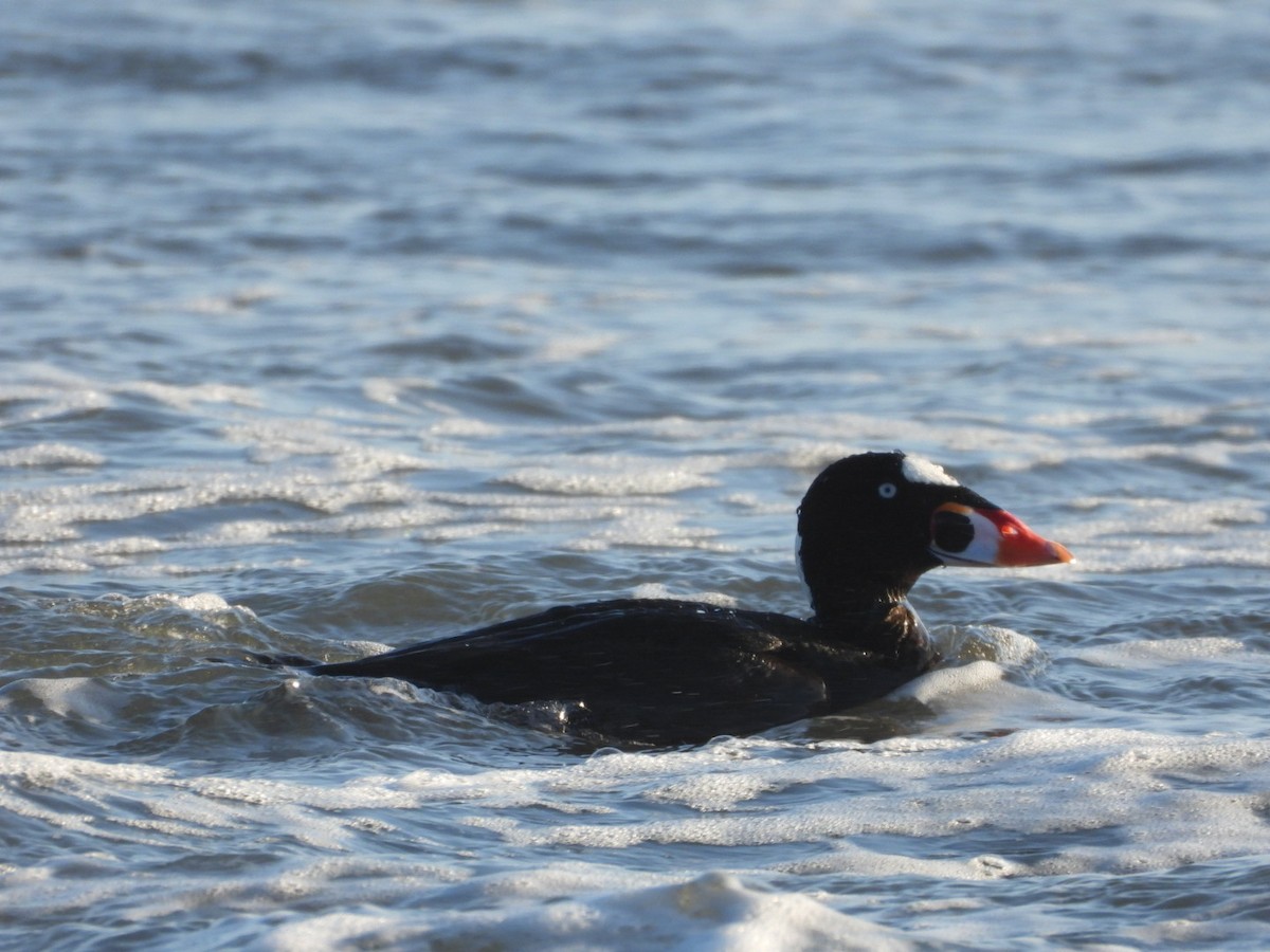 Surf Scoter - James Allen