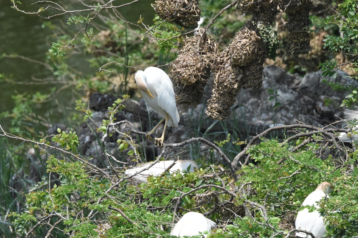 Western Cattle Egret - ML616448544