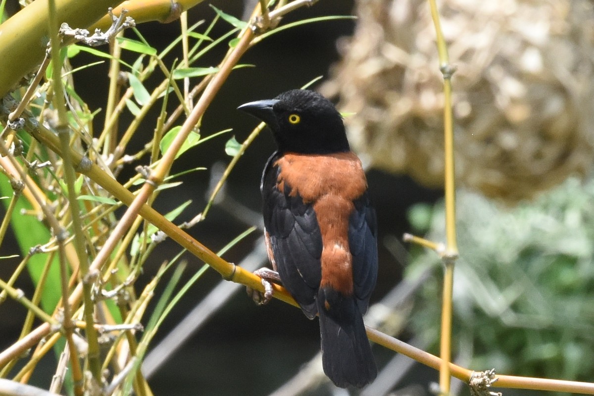 Chestnut-and-black Weaver - ML616448557