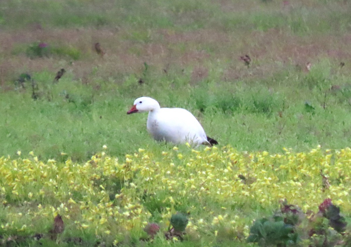 Snow Goose - ML616448559