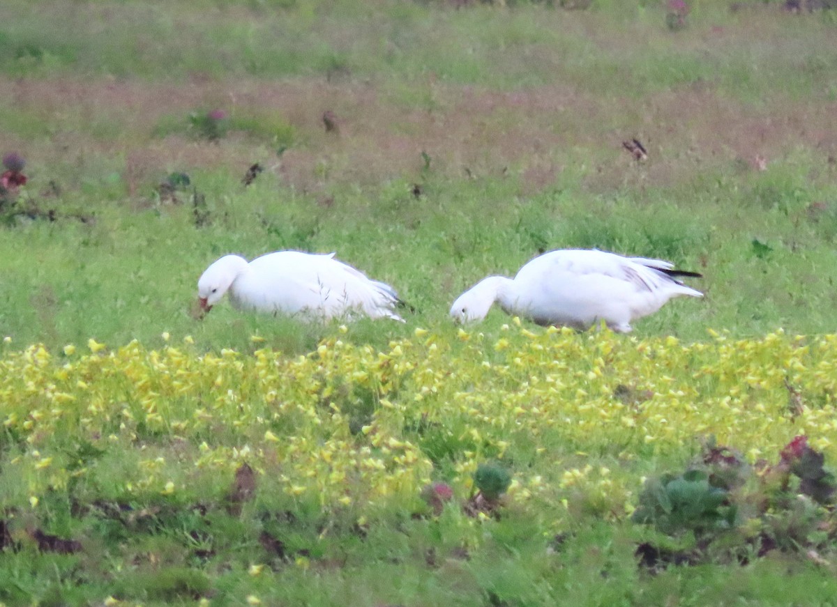 Snow Goose - ML616448573