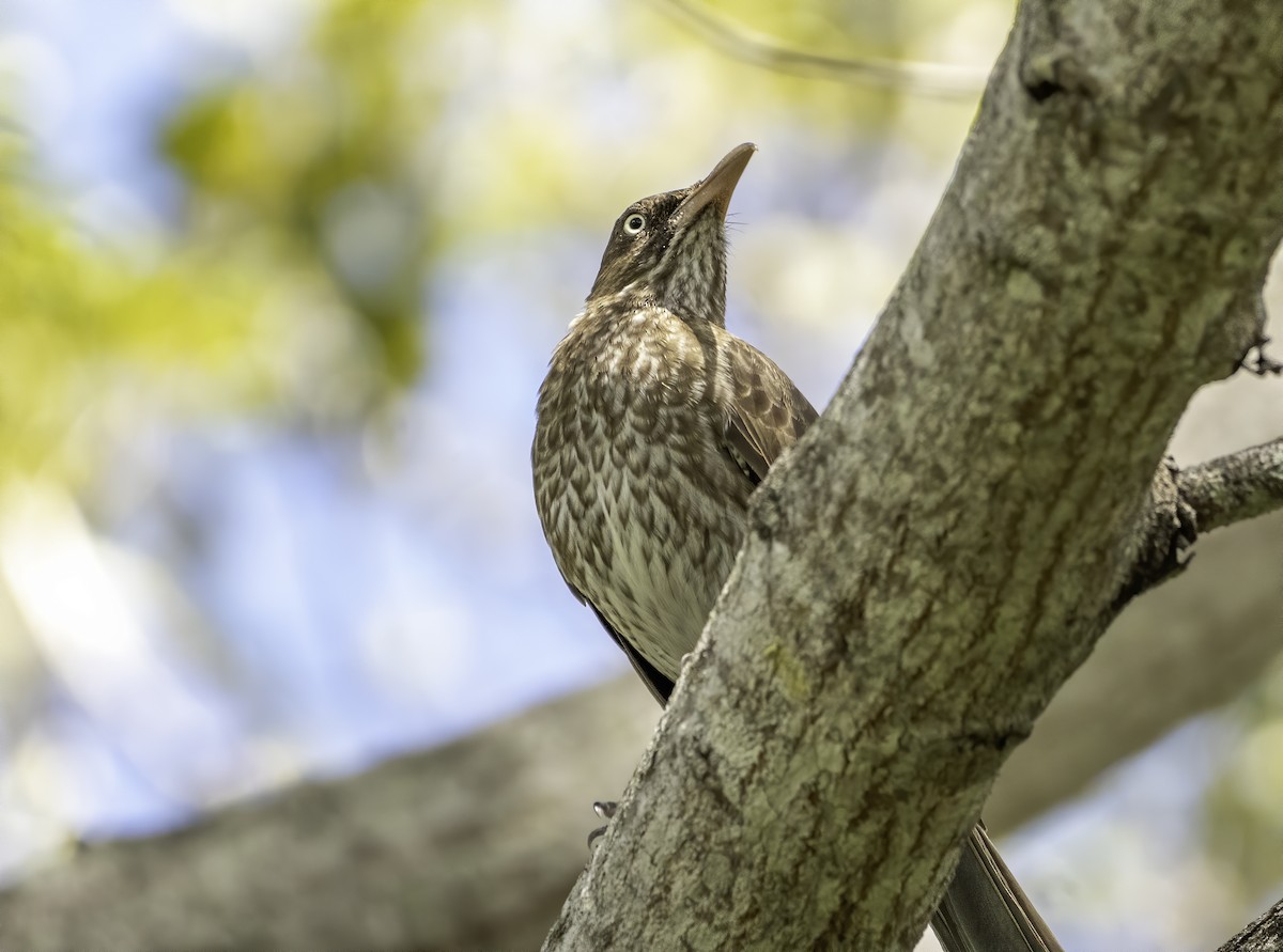 Pearly-eyed Thrasher - ML616448649