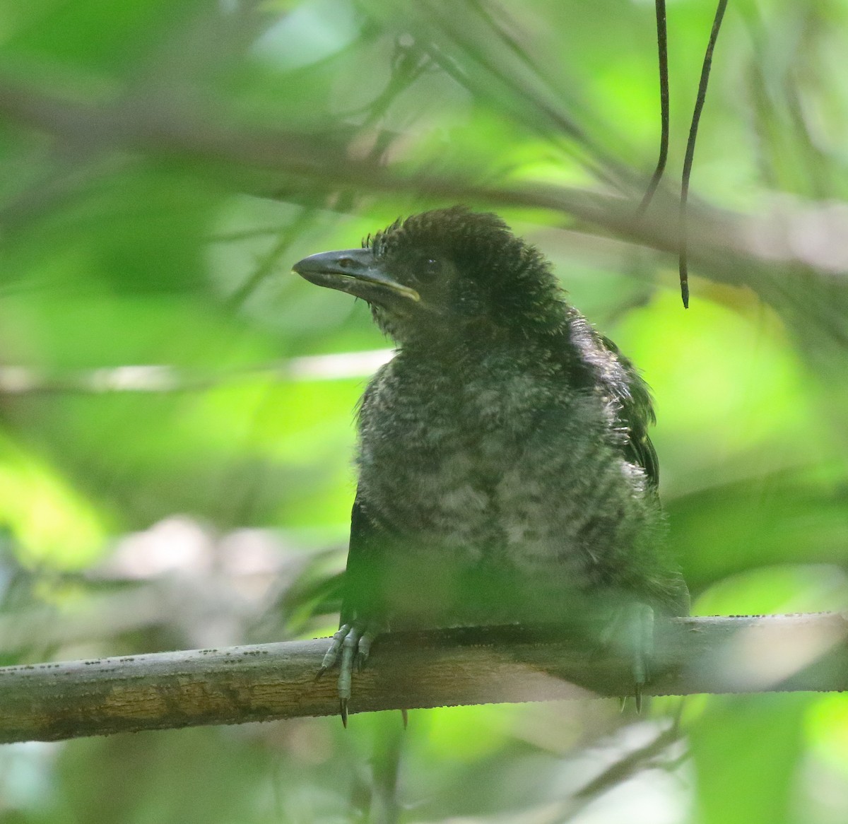 Great Antshrike - ML616448688