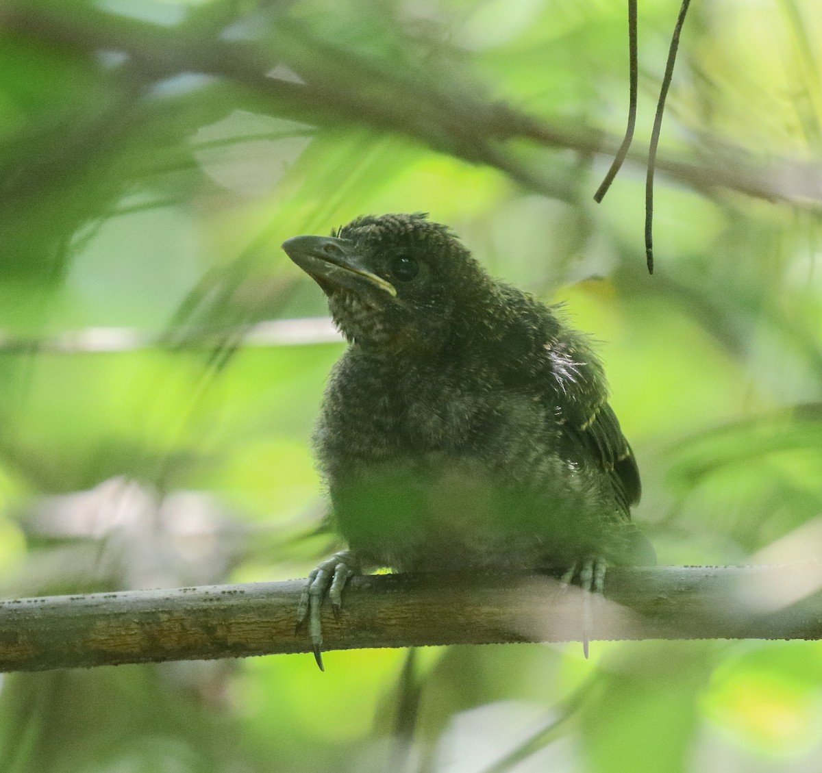 Great Antshrike - ML616448689