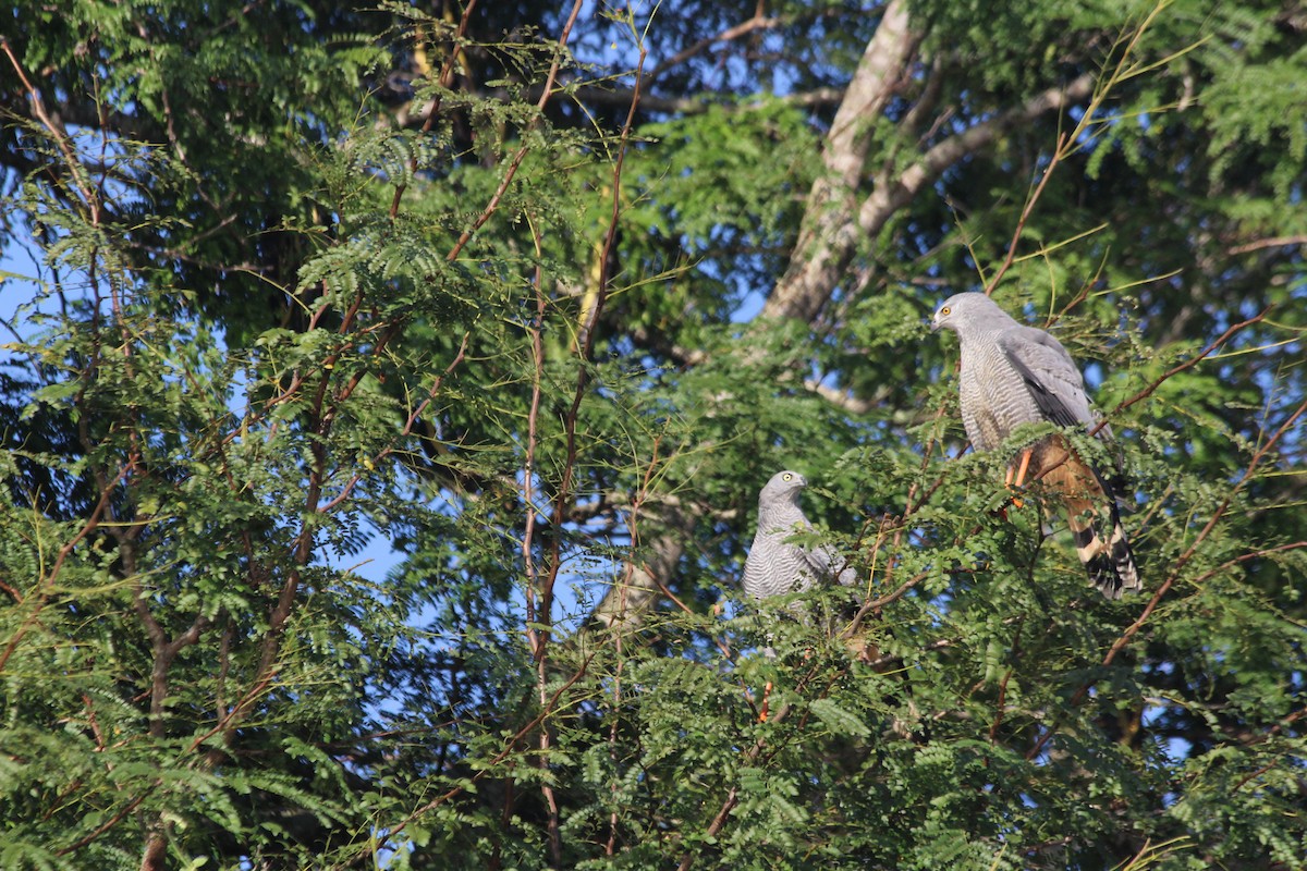 Crane Hawk - ML616448696