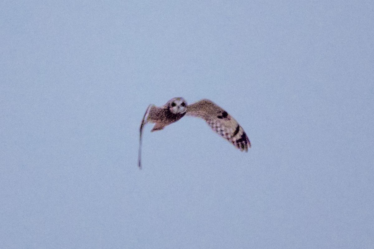 Short-eared Owl - Amy Kohlhepp