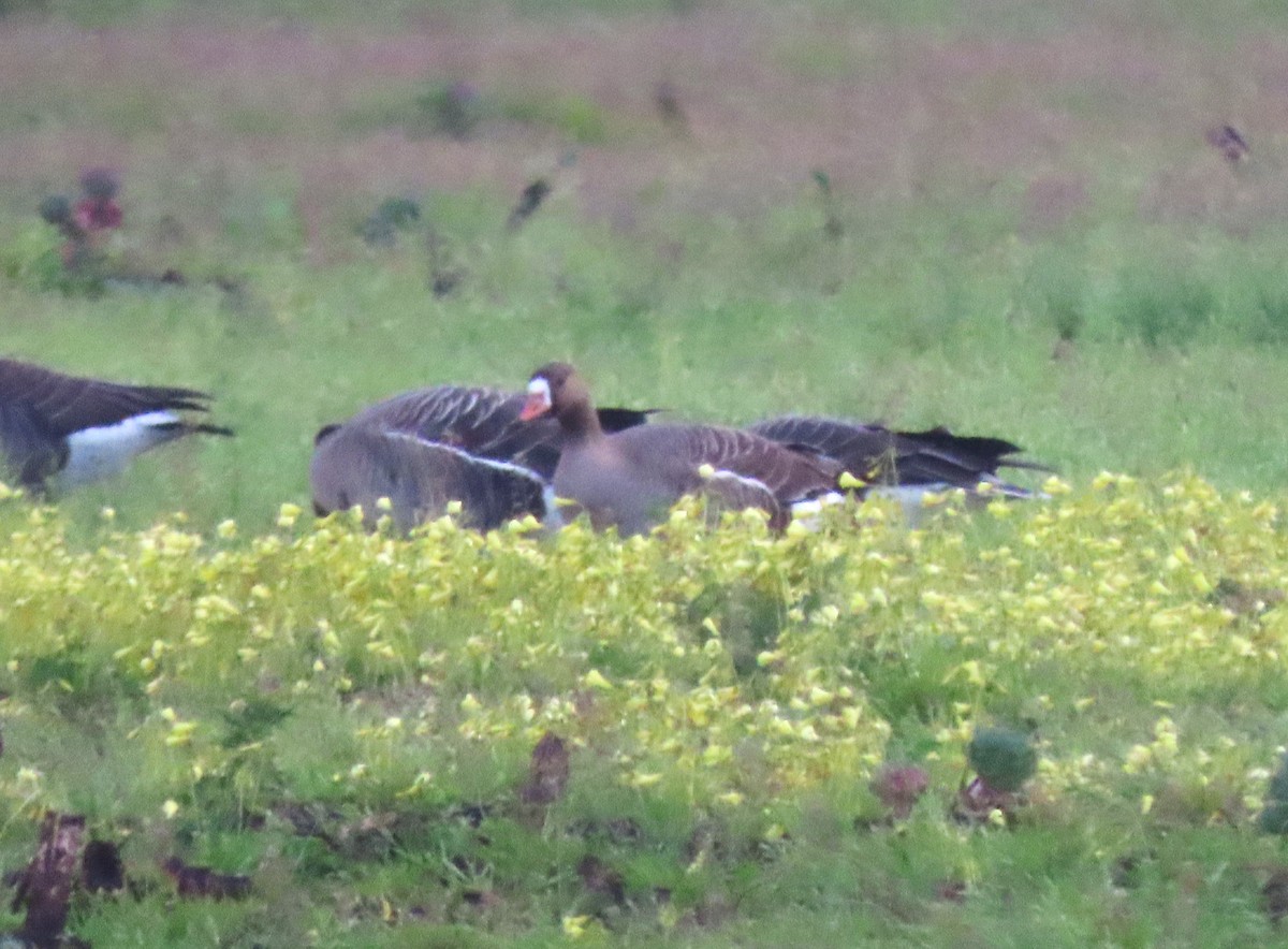 Greater White-fronted Goose - ML616448733