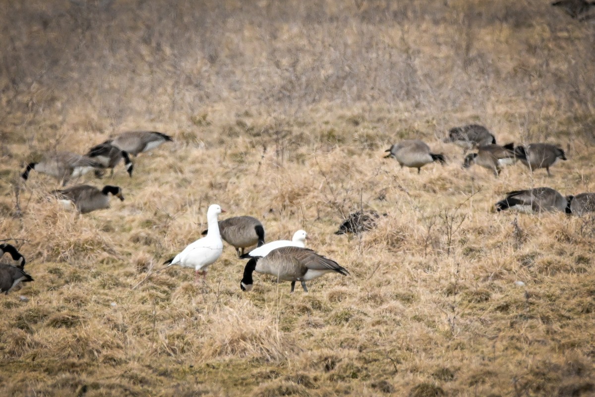 Ross's Goose - Amy Kohlhepp