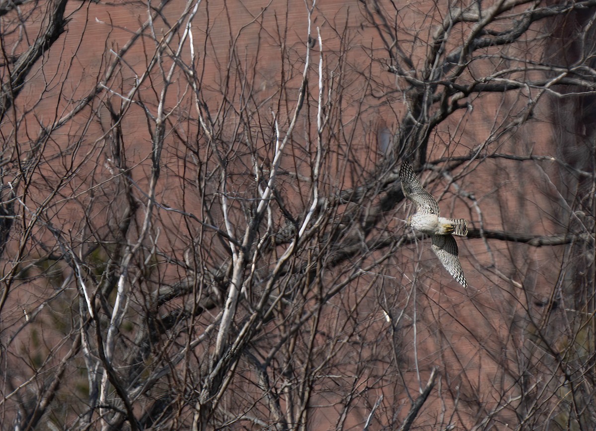 tanımsız Accipiter sp. - ML616448751