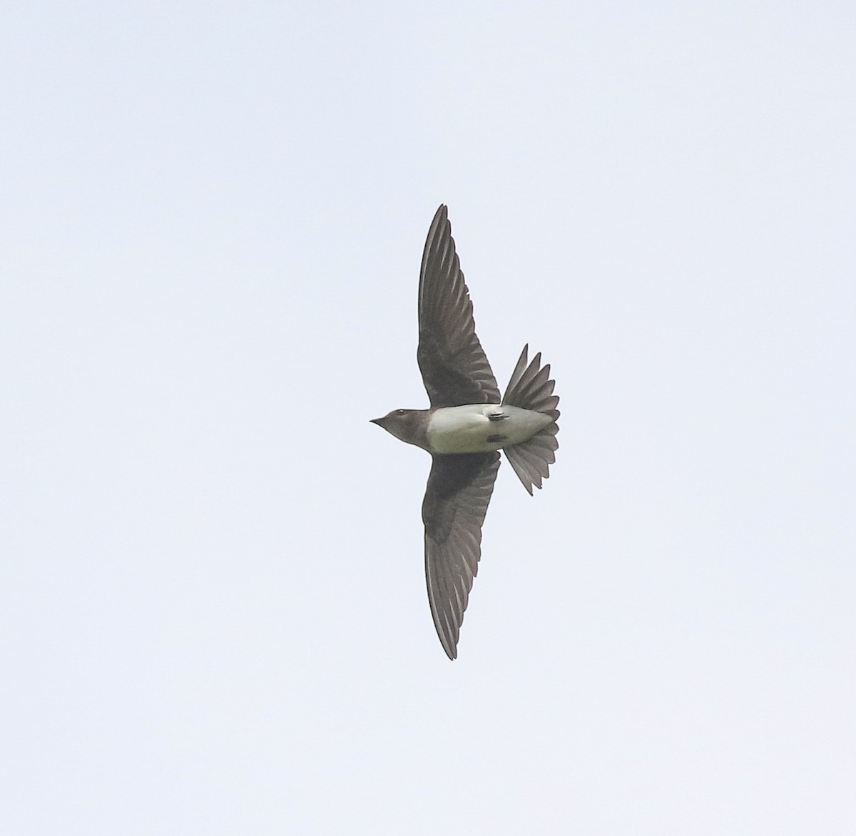 Golondrina Pechigrís - ML616448782