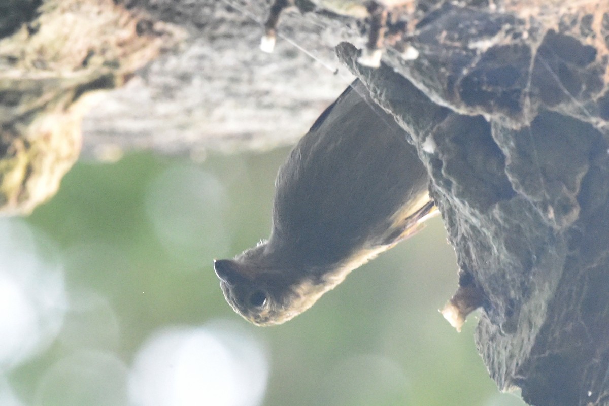 Willcocks's Honeyguide - ML616448783