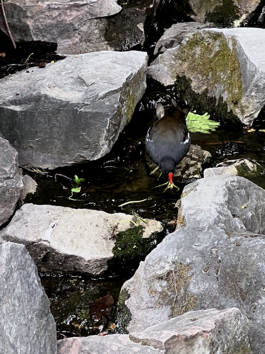 Eurasian Moorhen - ML616448792