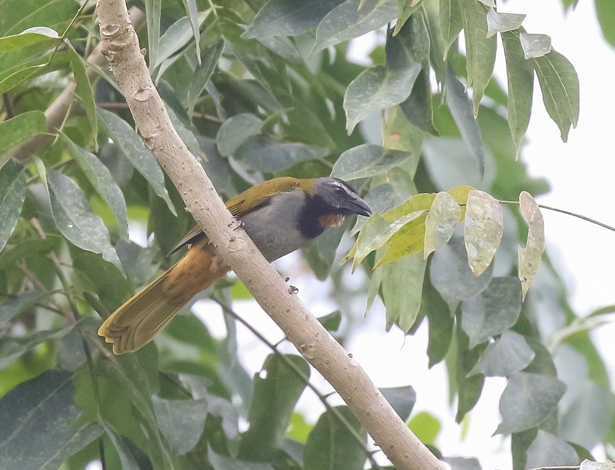 Buff-throated Saltator - ML616448811