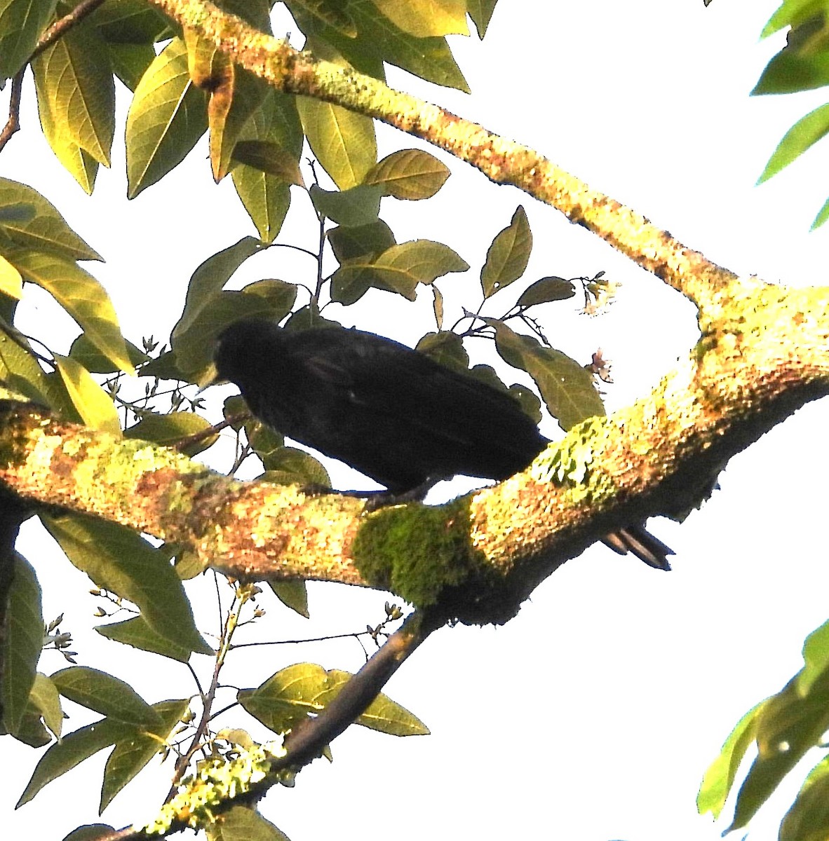 Red-rumped Cacique - Albeiro Erazo Farfán