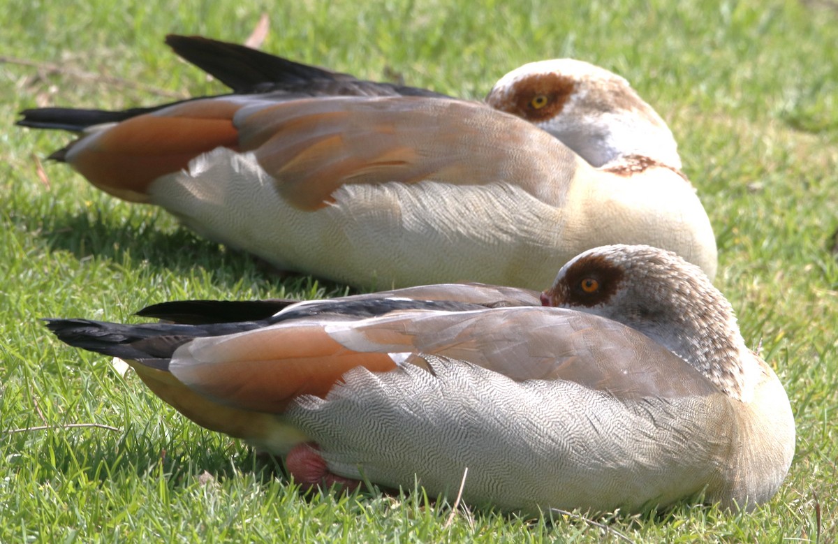 Egyptian Goose - ML616448845