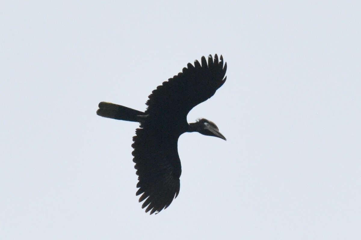 Black-casqued Hornbill - ML616448858