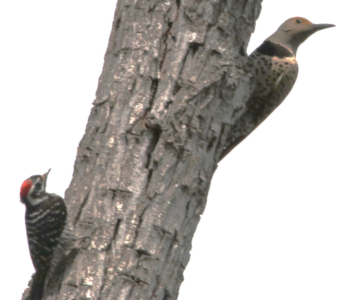 Northern Flicker - Barry Spolter