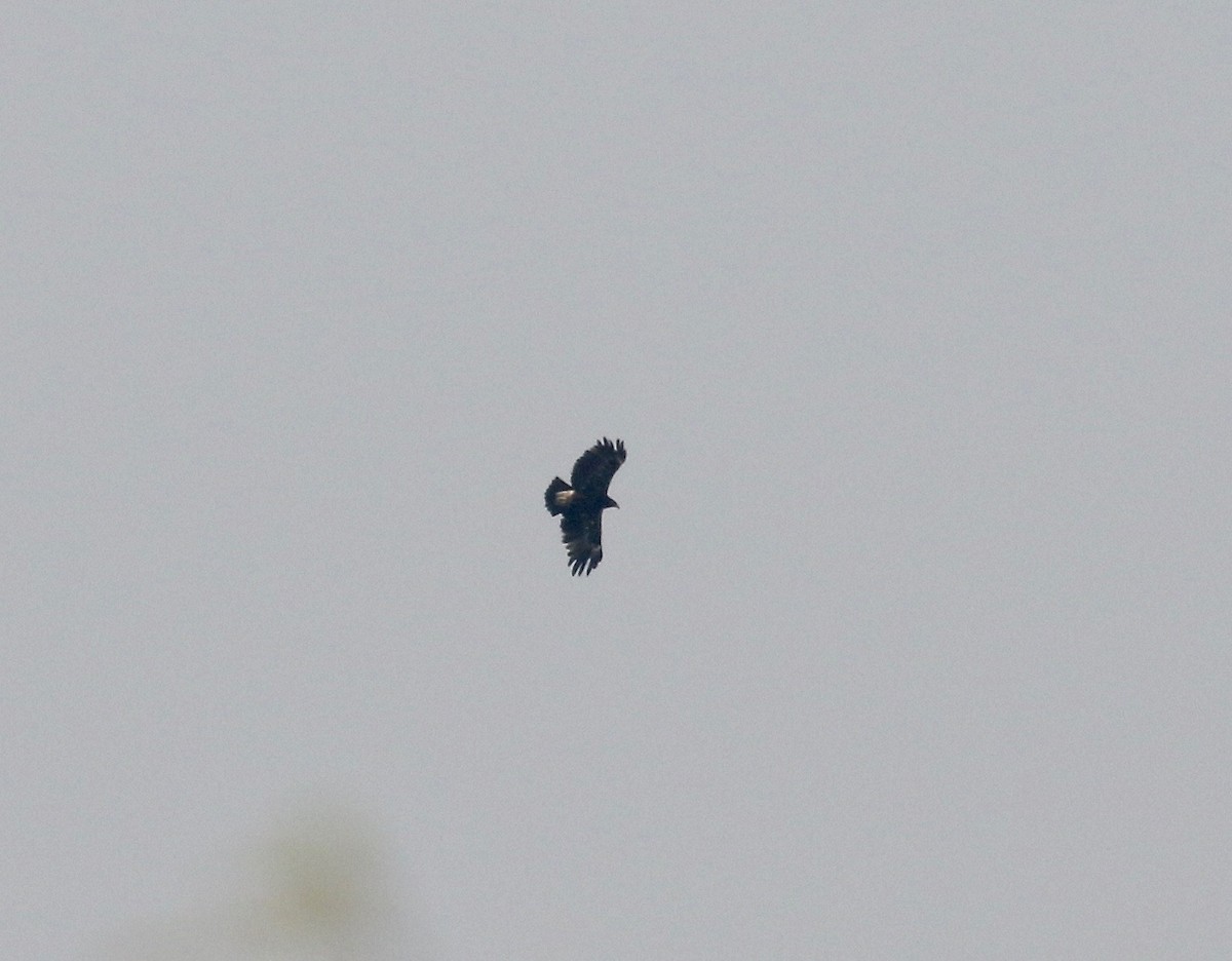 Greater Spotted Eagle - ML616448900